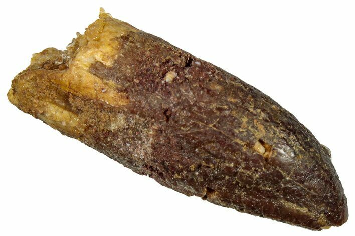 Fossil Sauropod Dinosaur (Titanosaur) Tooth - Morocco #297382